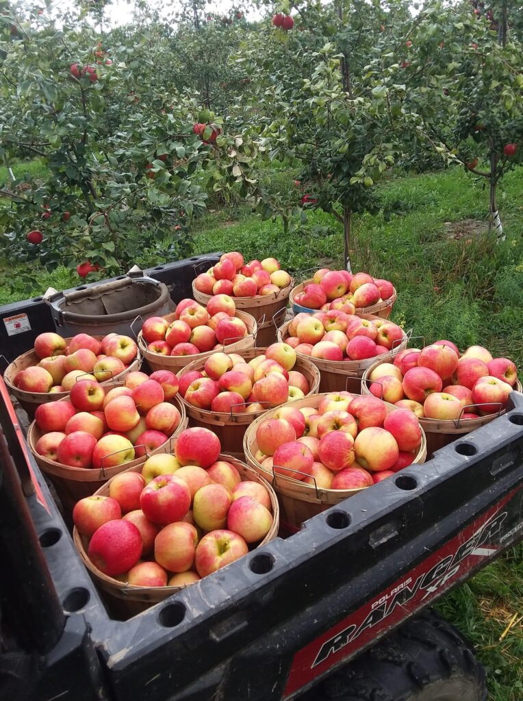 Baker Farm Market and U-Pick Market Apple U-Pick