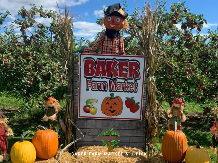 Pick Your Fall Favorites: Apples, Pumpkins & Mums at Baker Farm