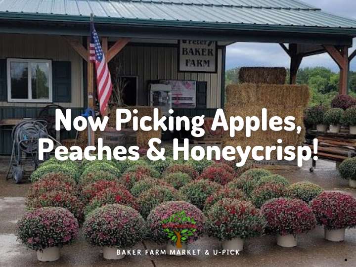 Colorful fall mums at Baker Farm with “Fresh Cider, Mums & Apple Picking!” text overlay