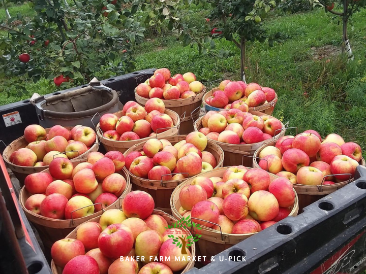 Baskets of fresh Cortland apples at Baker Farm Market