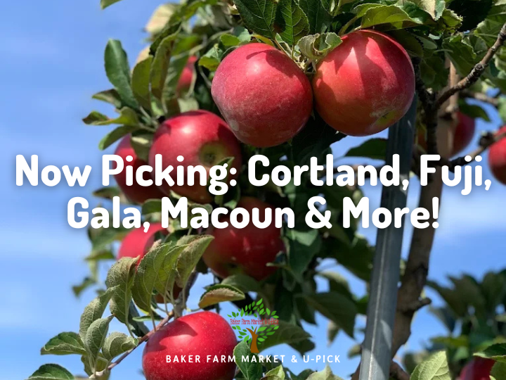 Now Picking: Cortland, Fuji, Gala, Macoun & More! | Baker Farm Market